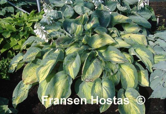 Hosta Super Nova